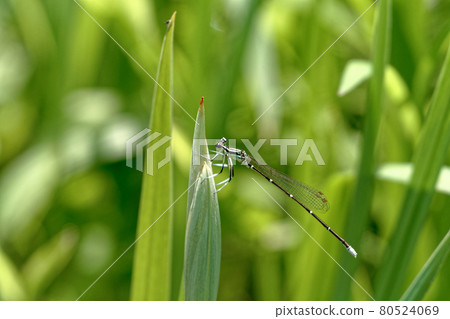 Monosha Tombo 80524069