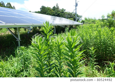 雜草叢生的太陽能發電廠 雜草叢生的太陽能發電廠 80524492