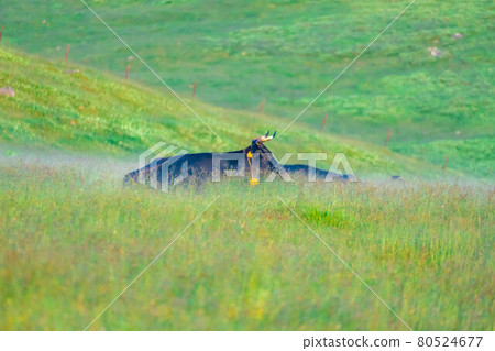 Cows on the Utsukushigahara Plateau in the morning [Nagano Prefecture] 80524677