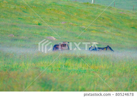 Cows on the Utsukushigahara Plateau in the morning [Nagano Prefecture] 80524678
