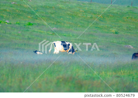 Cows on the Utsukushigahara Plateau in the morning [Nagano Prefecture] 80524679