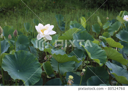 Hass flower blooming on summer morning Hass flower blooming on summer morning 80524768