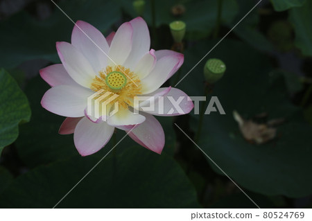 Hass flower blooming on summer morning Hass flower blooming on summer morning 80524769