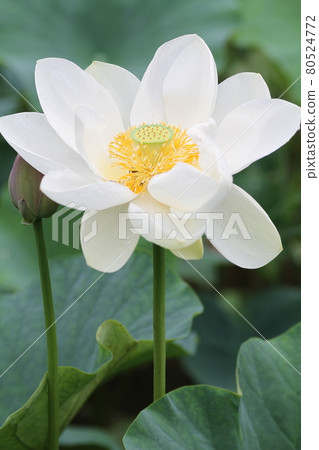Hass flower blooming on summer morning Hass flower blooming on summer morning 80524772
