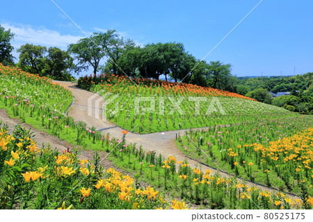 Lily Hill (Kasui Yuri-no-en, Shizuoka Prefecture) 80525175