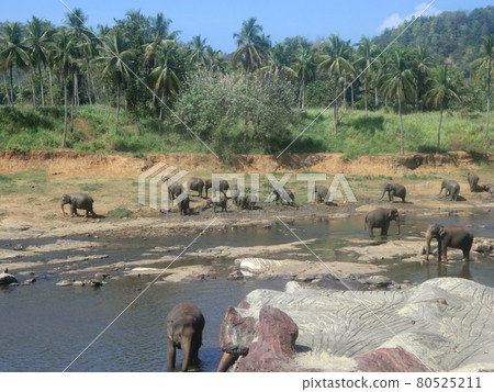 Pinnawala的大象孤兒院 80525211