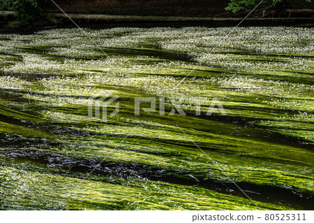 Flowering plant of the river water-crowfoot, Ranunculus fluitans at Leutstetten, Bavaria in Germany 80525311