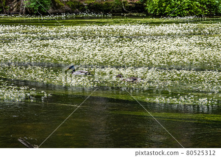 Flowering plant of the river water-crowfoot, Ranunculus fluitans at Leutstetten, Bavaria in Germany 80525312