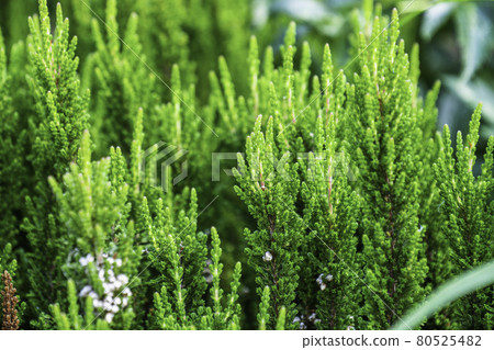 Closeup View of Blooming Green Calluna Vulgaris Flowers Closeup View of Blooming Green Calluna Vulgaris Flowers 80525482
