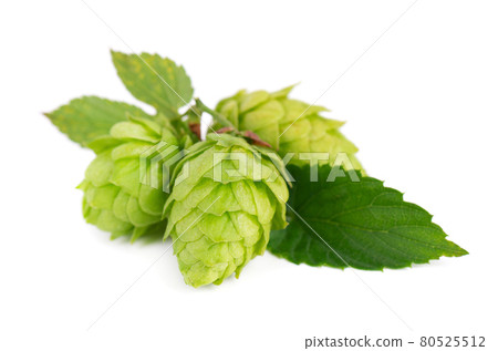 Fresh green hops branch, isolated on a white background. Hop cones with leaf. Organic hop flowers. Close up. 80525512