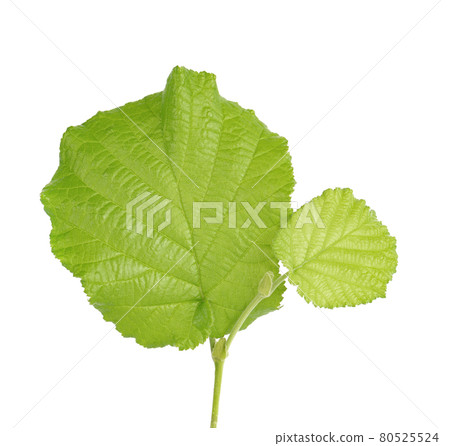 Green hazelnut leaves isolated on white background. Fresh green hazel leaf. Green hazelnut leaves isolated on white background. Fresh green hazel leaf. 80525524