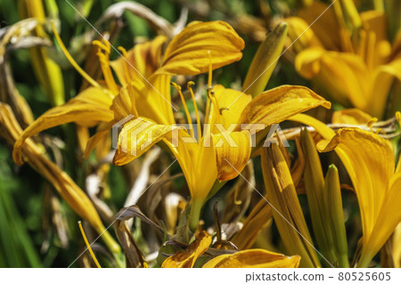 Summer Landscape Background with many Yellow Flowers Summer Landscape Background with many Yellow Flowers 80525605