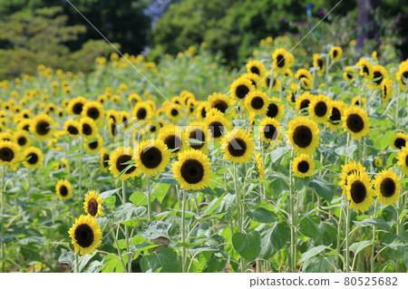 Umami Hill Park Sunflowers in full bloom and summer flowers 80525682
