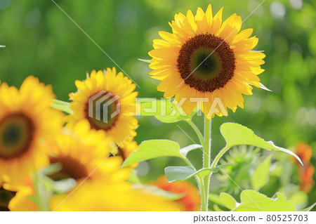 鮮味山公園向日葵盛開,夏花盛開 鮮味山公園向日葵盛開,夏花盛開 80525703