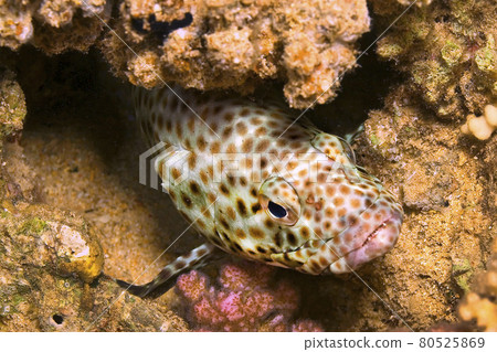 Coral grouper, Red Sea, Egypt 80525869