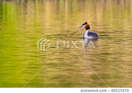 Great Crested Grebe, Biesbosch National Park, Netherlands 80525870