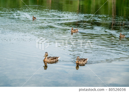 Flock of wild mallard ducks swim on lake 80526036