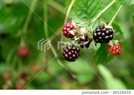 Cluster of wild ripe blackberries on bush on green blurred background 80526039