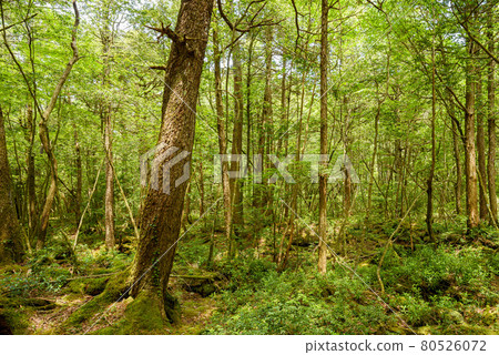 Aokigahara Jukai, in the deep forest 80526072