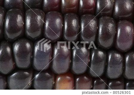 Black corn. Aztec maize. Very detailed 80526301