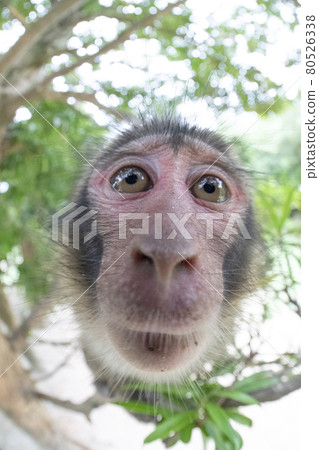 japanese monkey, japanese macaque, monkey 80526338