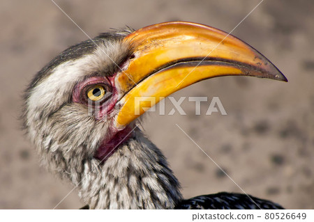 Redbilled hornbill, Chobe National Park, Botswana 80526649