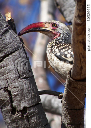 Redbilled hornbill, Chobe National Park, Botswana Redbilled hornbill, Chobe National Park, Botswana 80526655
