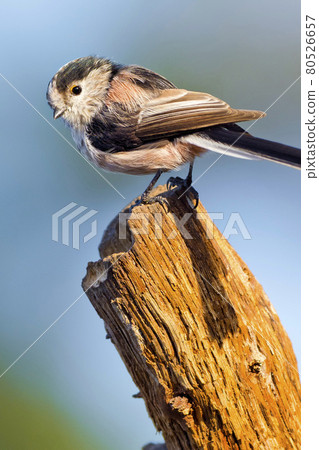 Long-tailed Tit, Mediterranean Forest, Spain 80526657