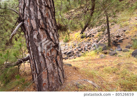 Canary Islands Pine, Caldera de Taburiente National Park, Canary Islands, Spain Canary Islands Pine, Caldera de Taburiente National Park, Canary Islands, Spain 80526659