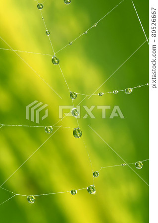 Water Drops in Spider Web, Marino Ballena National Park, Costa Rica Water Drops in Spider Web, Marino Ballena National Park, Costa Rica 80526667