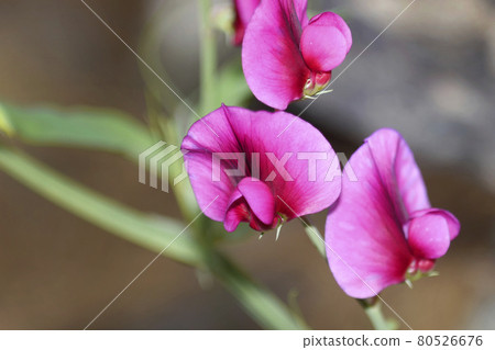 Vicia sativa, Caldera de Taburiente National Park, Canary Islands, Spain Vicia sativa, Caldera de Taburiente National Park, Canary Islands, Spain 80526676
