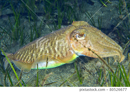 European Common Cuttlefish, Cabo Cope Puntas del Calnegre Natural Park, Spain 80526677