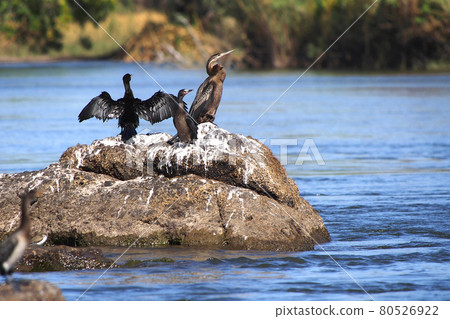 African Darter, Chobe National Park, Botswana African Darter, Chobe National Park, Botswana 80526922