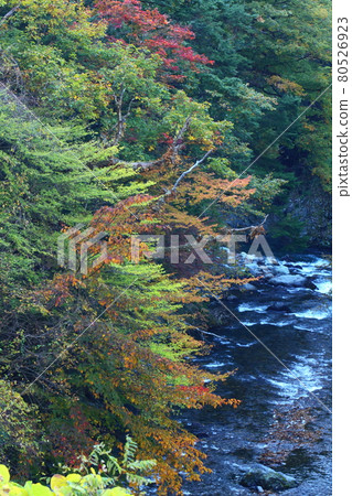 Colors of autumn Colors of autumn 80526923