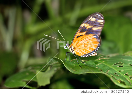 Tropical Butterfly, Marino Ballena National Park, Costa Rica Tropical Butterfly, Marino Ballena National Park, Costa Rica 80527340