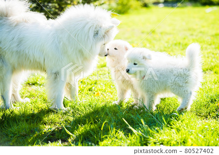 Female Samoyed dog with puppies walk on grass 80527402