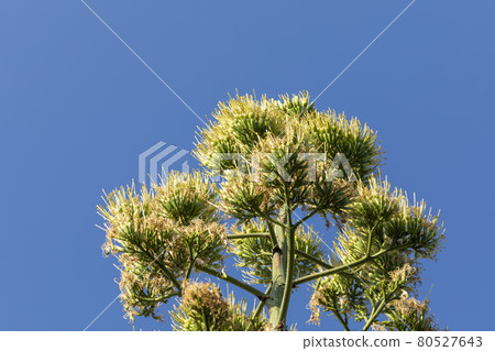 Agave flower 80527643