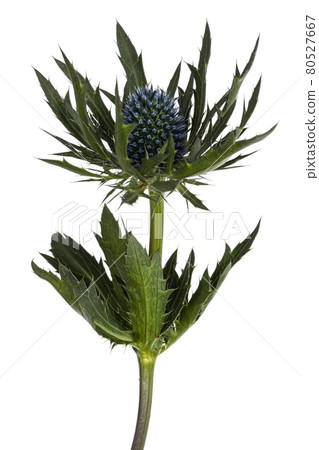 Summer flower on white background 80527667