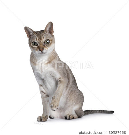 Senior Singapura cat on white background 80527668