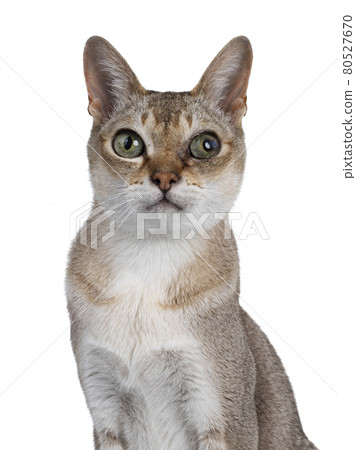 Senior Singapura cat on white background Senior Singapura cat on white background 80527670