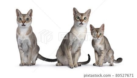 Three Singapura cats on white background Three Singapura cats on white background 80527671