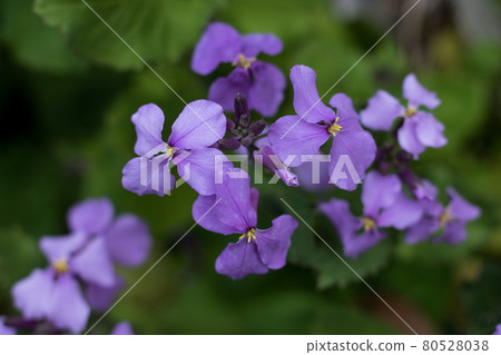 在綠色的紫色蘿蔔花 80528038