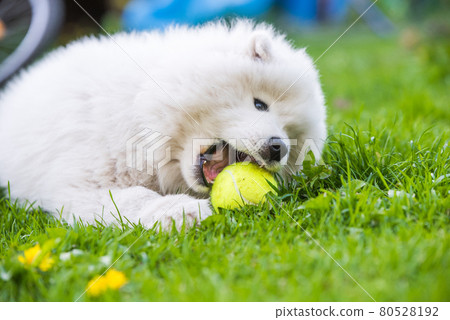White Samoyed puppy dog playing with a tennis ball 80528192