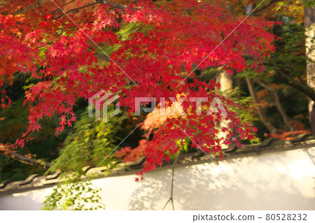 法福寺:在早晨的陽光下照耀的楓葉和岡山縣總社市的白牆土牆 法福寺:在早晨的陽光下照耀的楓葉和岡山縣總社市的白牆土牆 80528232