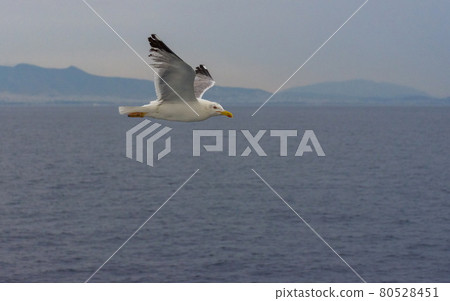 Seagull in flight over the Mediterranean sea, with Athens, Greece in the background. 80528451