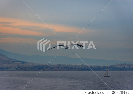 Seagull in flight over the Mediterranean sea, with Athens, Greece in the background. Seagull in flight over the Mediterranean sea, with Athens, Greece in the background. 80528452