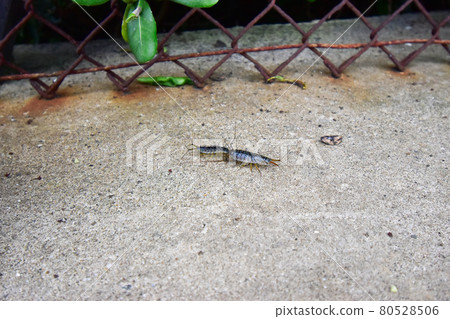 Funabushi mating 80528506