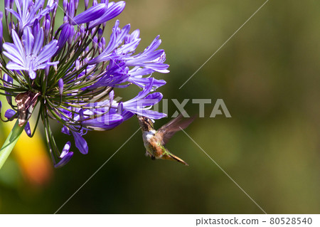 A hummingbird that is said to be a flying jewel that lives in Costa Rica A hummingbird that is said to be a flying jewel that lives in Costa Rica 80528540