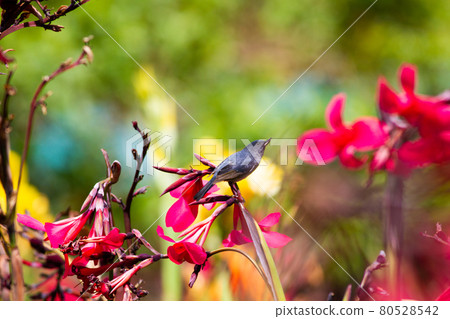 Slaty flowerpiercer perched on a bright red flower Slaty flowerpiercer perched on a bright red flower 80528542