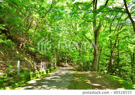 Forest scenery of Shiobara Onsen 80528555